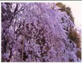 CANON Maxify MB2120 - Color Adjustment - 3