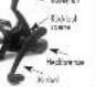 CRIVIT IAN 292951 - 81
