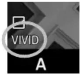 VIVID A