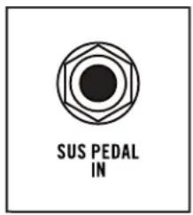 SUS PEDAL IN