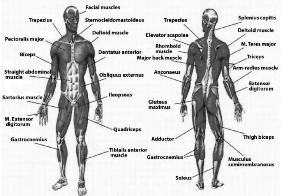 TAURUS UB10.5 Pro - Stretching exercises for leg & chest muscles - 1