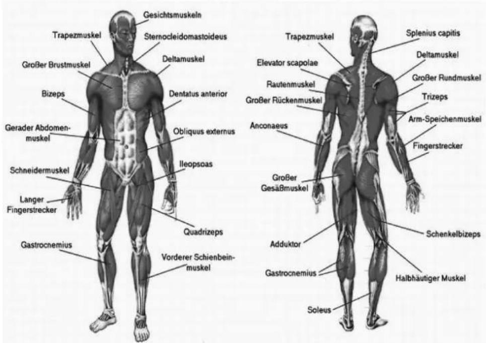 Gesichtsmuskeln Trapezmuskel Sternocleidomastoideus Großer Brustmuskel Deltamuskel Bizeps Gerader Abdomen- muskel Schneidermuskel Langer Fingerstrecker Gastrocnemius Ileopsoas Quadrizeps Vorderer Schienbein- muskel Trapezmuskel Elevator scapolae Rautenmuskel Großer Rückenmuskel Anconaeus Großer Gesäßmuskel Adduktor Gastrocnemius Soleus Splenius capitis Deltamuskel Großer Rundmuskel Trizeps Arm-Speichenmuskel Fingerstrecker Schenkelbizeps Halbhäutiger Muskel