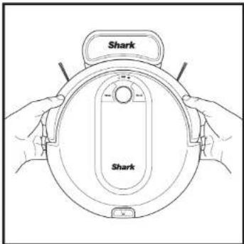 Shark Shark