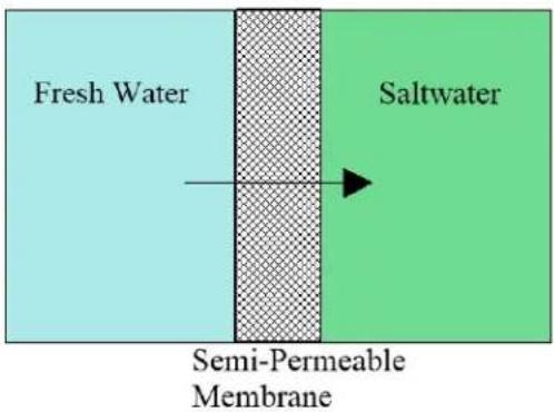 Fresh Water Saltwater Semi-Permeable Membrane