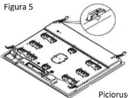 Figura 5 Piciorușe