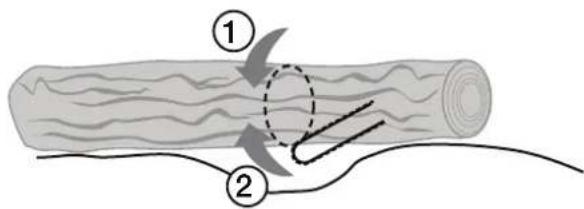 Diagram illustrating two steps of logging or tree bending, labeled ① and ② with arrows indicating direction and movement.