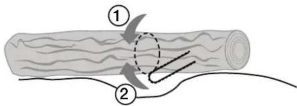 Diagram illustrating two steps of logging or tree bending, labeled ① and ② with arrows indicating direction and movement.