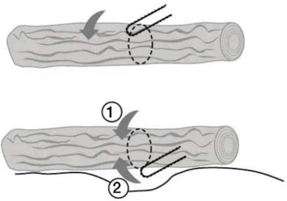 Diagram illustrating two stages of a tree grafting process, labeled ① and ②, showing material deformation with arrows and dashed lines indicating movement.
