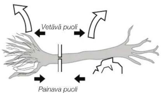 Vetävä puoli Painava puoli