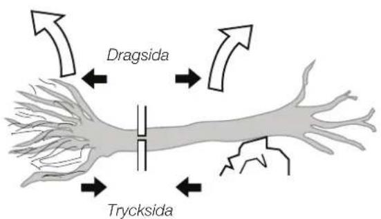 Dragsida Trycksida