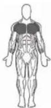 BOWFLEX BodyTower - Bar Position: - 1