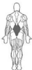 BOWFLEX BodyTower - Bar Position: - 1