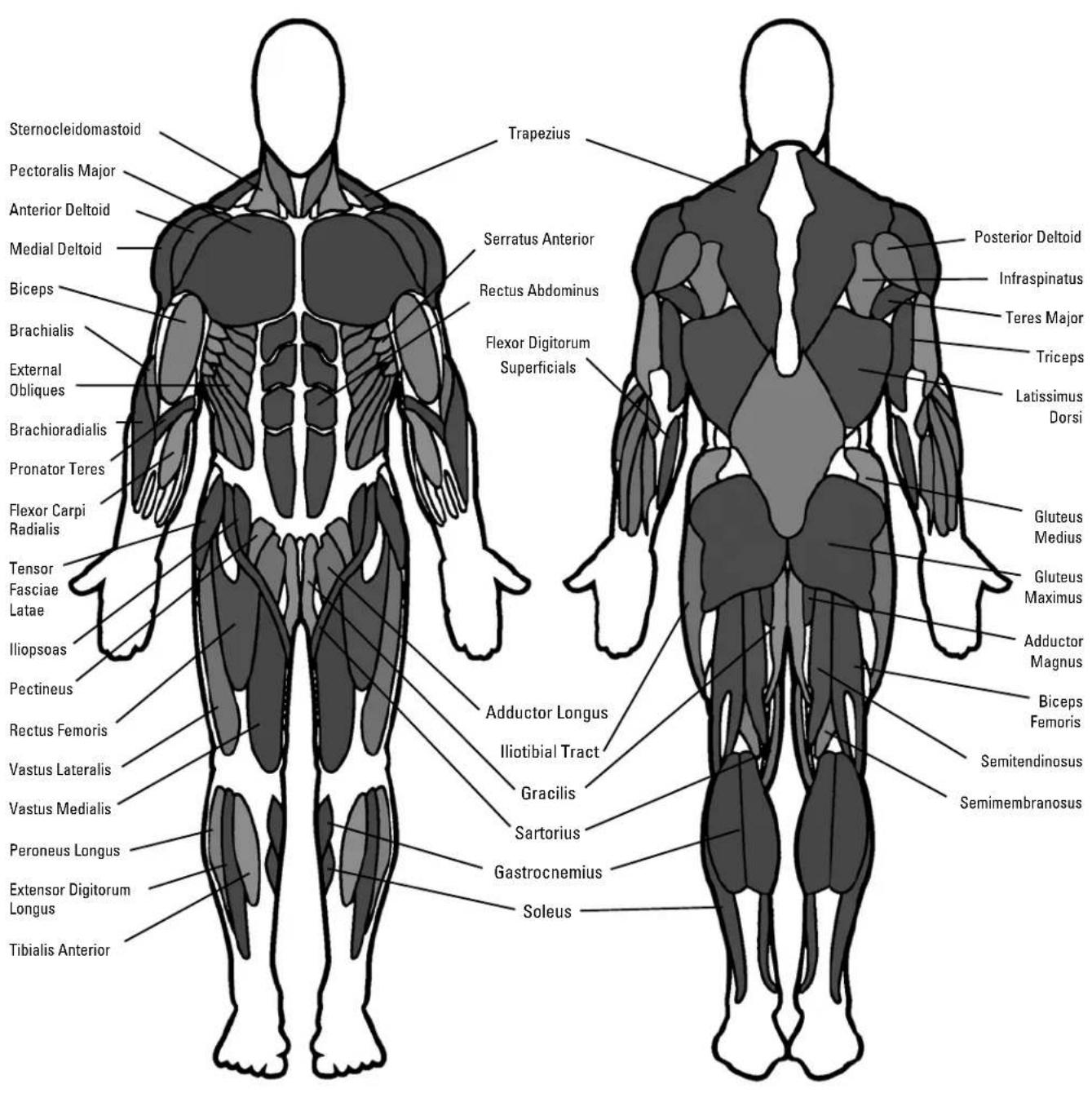 Sternocleidomastoid Pectoralis Major Anterior Deltoid Medial Deltoid Biceps Brachialis External Obliques Brachioradialis Pronator Teres Flexor Carpi Radialis Tensor Fasciae Latae Iliopsoas Pectineus Rectus Femoris Vastus Lateralis Vastus Medialis Peroneus Longus Extensor Digitorum Longus Tibialis Anterior Trapezius Serratus Anterior Rectus Abdominus Flexor Digitorum Superficials Adductor Longus Iliotibial Tract Gracilis Sartorius Gastrocnemius Soleus Posterior Deltoid Infraspinatus Teres Major Triceps Latissimus Dorsi Gluteus Medius Gluteus Maximus Adductor Magnus Biceps Femoris Semitendinosus Semimembranosus