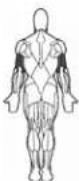 BOWFLEX SelectTech BD552 - Muscles Worked - 1