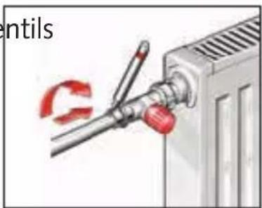 entils