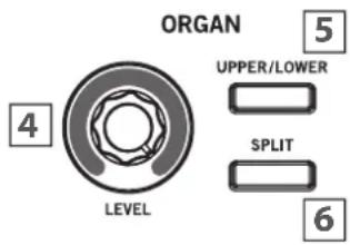 ORGAN 4 LEVEL 5 UPPER/Lower SPLIT 6