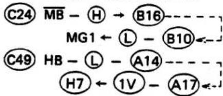 OLYMPUS OM-PC - Auto Time Circuit - 4