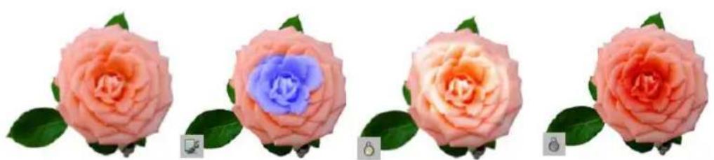 Four identical rose images showing different colors and shapes, each with a green leaf and a small icon in the corner (no text or symbols)