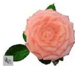 Close-up of a pink rose with green leaves (no text or symbols)