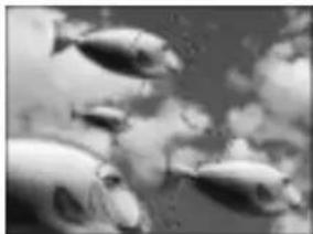 Black and white photo of fish swimming in water (no text or symbols visible)