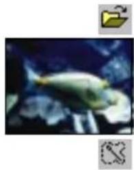 A fish swimming underwater with a magnifying glass icon in the corner (no text or symbols on the fish or background)
