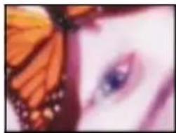 Close-up of a person's eye with a butterfly wing (no visible text or symbols)