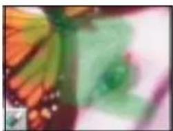 Close-up of a green leaf with orange and pink tones (no text or symbols visible)