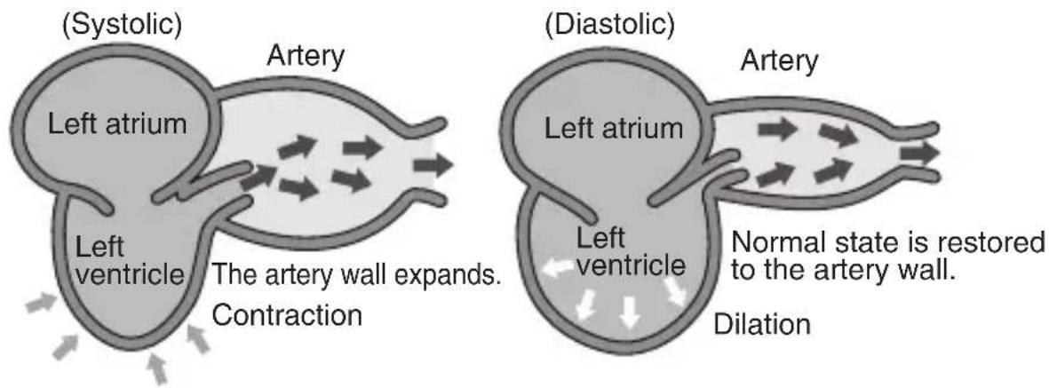(Systolic) Artery Left atrium The artery wall expands. Contraction (Diastolic) Artery Left atrium Normal state is restored to the artery wall. Dilation