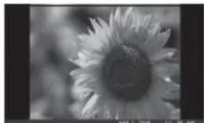 Close-up black-and-white photo of a daisy-like flower with visible petals and center (no text or symbols)