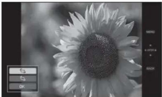 Black and white close-up of a sunflower with visible petals and center, no text or symbols present.