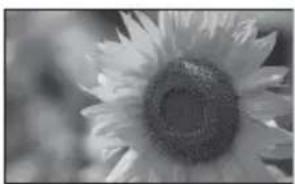 Close-up black-and-white photo of a sunflower with visible petals and center (no text or symbols).