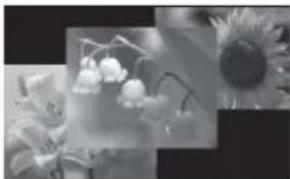 Black-and-white close-up of sunflowers and flowers, no text or symbols visible