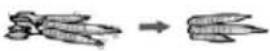 Zelmer ZHB 1620 B - Basic recipe: - 20