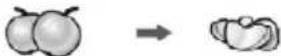 Zelmer ZHB 1620 B - Basic recipe: - 19