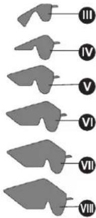 III IV V VI VII VIII