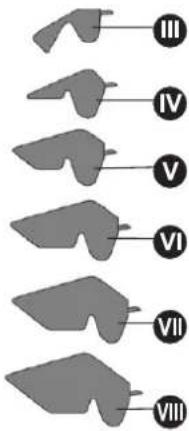III IV V VI VII VIII