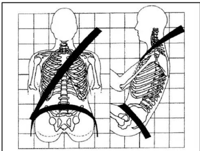 Illustration of human skeletal anatomy showing front and side views with a black band, no text or symbols present