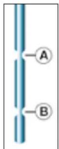 PEUGEOT 206 SW (2008) - Dipstick - 1