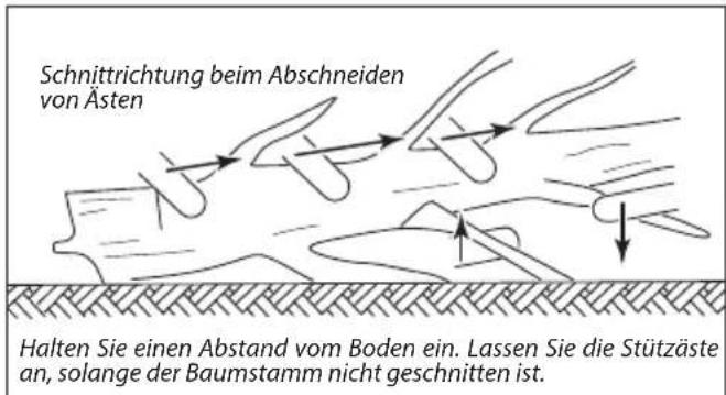 Schnittrichtung beim Abschneiden von Ästen Halten Sie einen Abstand vom Boden ein. Lassen Sie die Stützäste an, solange der Baumstamm nicht geschnitten ist.