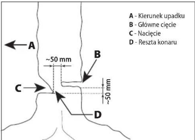 A - Kierunek upadku B - Główne cięcie C - Nacięcie D - Reszta konaru ~50 mm ~50 mm