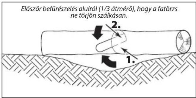Először befürészelés alulról (1/3 átmérő), hogy a fatörzs ne törjön szálkásan. 2. 1.