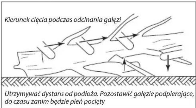 Kierunek cięcia podczas odcinania gałęzi Utrzymywać dystans od podłoża. Pozostawić gałęzie podpierające, do czasu zanim będzie pień pocięty