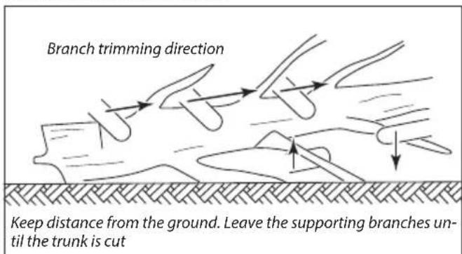 Branch trimming direction Keep distance from the ground. Leave the supporting branches until the trunk is cut