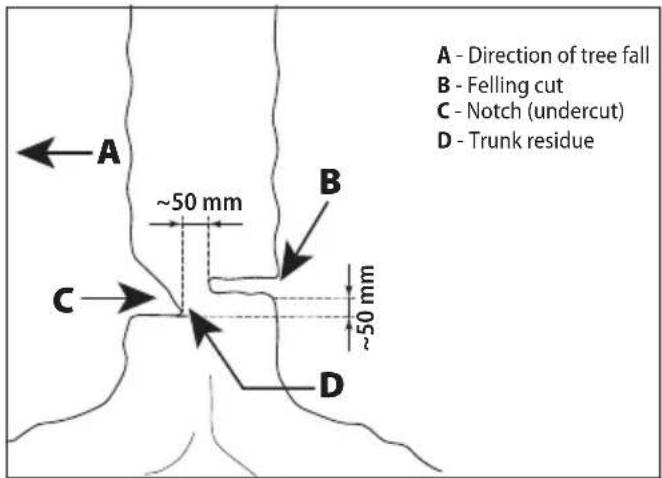 A - Direction of tree fall B - Felling cut C - Notch (undercut) D - Trunk residue ~50 mm ~50 mm