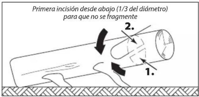 Primera incisión desde abajo (1/3 del diámetro) para que no se fragmente 1. 2.