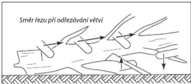 Směr řezu při odřezávání větví