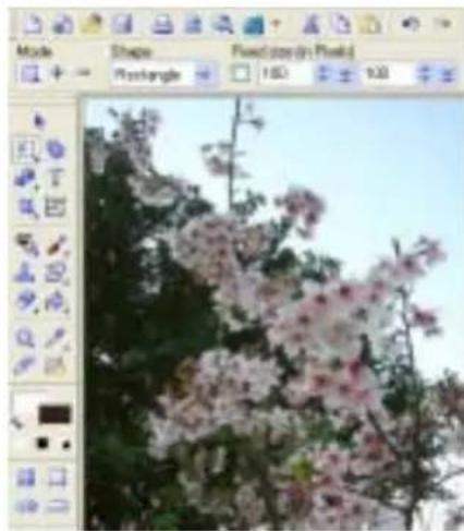 Close-up of a blooming pink cherry tree against a clear sky, with no visible text or symbols.