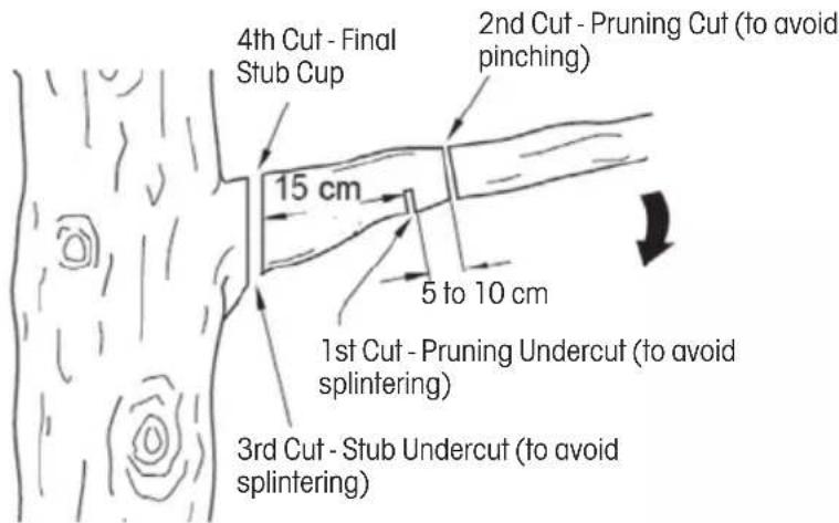 4th Cut - Final Stub Cup 15 cm 2nd Cut - Pruning Cut (to avoid pinching) 5 to 10 cm 1st Cut - Pruning Undercut (to avoid splintering) 3rd Cut - Stub Undercut (to avoid splintering)