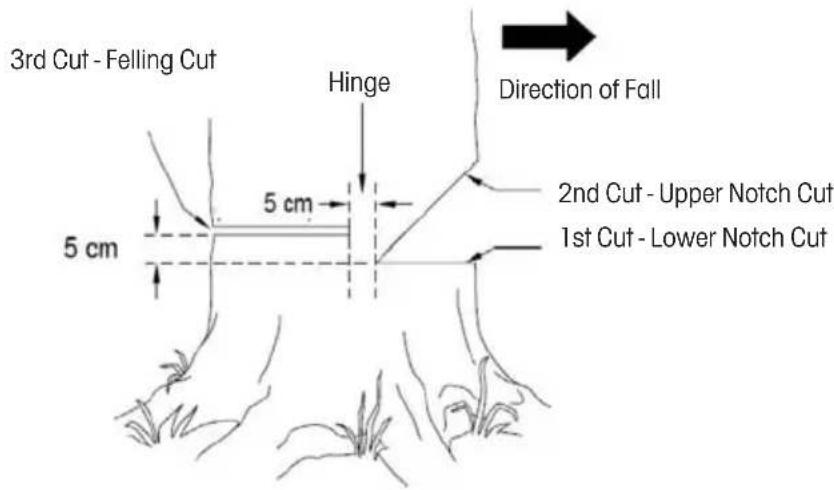 3rd Cut - Felling Cut Hinge Direction of Fall 5 cm 2nd Cut - Upper Notch Cut 1st Cut - Lower Notch Cut 5 cm