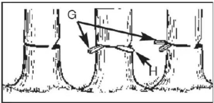G H